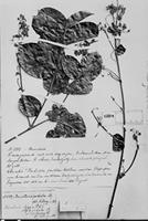 Holotype of Banisteria elegans Triana & Planch. [family MALPIGHIACEAE]