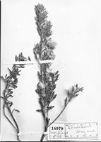 Type of Baccharis gayana Phil. [family ASTERACEAE]