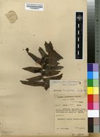 Filed as Calyptrochilum christyanum (Rchb.f.) Summerh. [family ORCHIDACEAE]