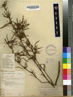 Filed as Borreria radiata DC. [family RUBIACEAE]