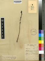 Filed as Striga gesnerioides (Willd.) Vatke ex Engl. [family OROBANCHACEAE]