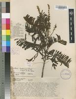 Filed as Newtonia buchananii (Baker f.) G.C.C.Gilbert & Boutique [family FABACEAE]