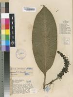 Filed as Palisota preussiana K.Schum. [family COMMELINACEAE]