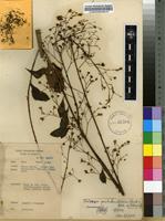 Filed as Talinum portulacifolium (Forssk.) Asch. ex Schweinf. [family PORTULACACEAE]