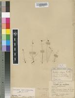 Filed as Lipocarpha nana (A.Rich.) Cherm. [family CYPERACEAE]
