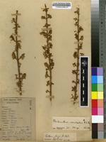 Filed as Plectranthus esculentus N.E.Br. [family LAMIACEAE]