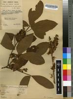 Filed as Moghania grahamiana (Wight&Arn.) O.Ktze. [family FABACEAE]