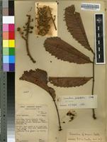 Filed as Laccodiscus pseudostipularis Radlk. [family SAPINDACEAE]