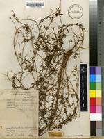 Filed as Antopetitia abyssinica A.Rich. [family FABACEAE]