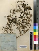 Filed as Monsonia senegalensis Guill.&Perr. [family GERANIACEAE]