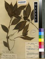 Polyspatha paniculata in Global Plants on JSTOR