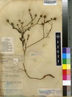 Filed as Sphaeranthus flexuosus O.Hoffm. ex De Wild. [family ASTERACEAE]