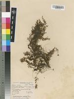 Filed as Hymenophyllum capillare Desv. [family HYMENOPHYLLACEAE]