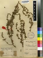 Filed as Bistella digyna (Retz.) Bullock [family VAHLIACEAE]