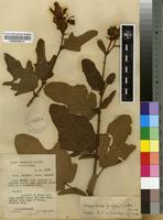 Filed as Clappertonia ficifolia (Willd.) DC. [family TILIACEAE]