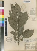 Filed as Xymalos monospora (Harv.)Baill.ex Warb. [family MONIMIACEAE]