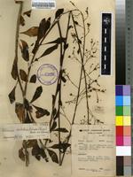 Filed as Talinum portulacifolium (Forssk.) Asch. ex Schweinf. [family PORTULACACEAE]