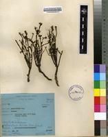 Filed as Portulaca foliosa Ker Gawl. [family PORTULACACEAE]