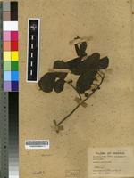 Filed as Morus mesozygia Stapf ex A.Chev. [family MORACEAE]