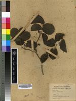 Filed as Morus mesozygia Stapf ex A.Chev. [family MORACEAE]