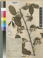 Holarrhena floribunda in Global Plants on JSTOR