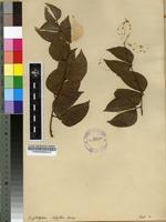Filed as Cryptosepalum diphyllum Duvign [family FABACEAE]