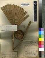 Filed as Borassus aethiopum Mart. [family ARECACEAE]