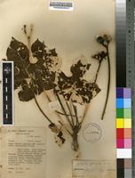 Filed as Jatropha podagrica Hook. [family EUPHORBIACEAE]
