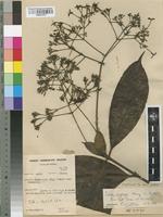 Isotype of Ixora nigerica Keay [family RUBIACEAE]