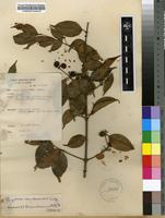 Filed as Strychnos usambarensis Gilg. [family STRYCHNACEAE]