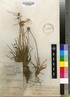 Filed as Lipocarpha chinensis (Osbeck) Kern [family CYPERACEAE]