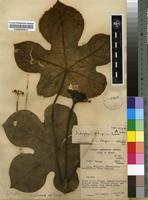 Filed as Jatropha podagrica Hook. [family EUPHORBIACEAE]