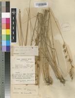 Filed as Loudetiopsis scaettae (A. Camus) W. D. Clayton [family POACEAE]