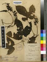 Filed as Dioscoreophyllum cumminsii (Stapf) Diels [family MENISPERMACEAE]