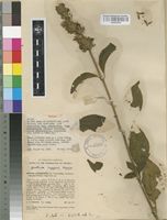 Isotype of Elytraria acaulis (L.f.) Lindau [family ACANTHACEAE]