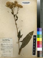 Filed as Vernonia glabra (Steetz) Vatke var. glabra [family ASTERACEAE]
