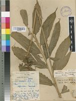 Isotype of Aframomum stanfieldii Hepper [family ZINGIBERACEAE]