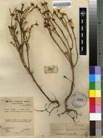 Filed as Portulaca foliosa Ker Gawl. [family PORTULACACEAE]