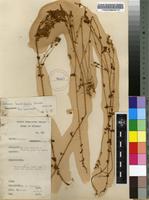 Filed as Sebaea brachyphylla Griseb. [family GENTIANACEAE]