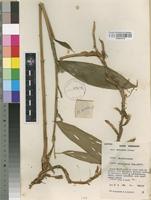 Isotype of Aframomum atewae Lock & J.B.Hall [family ZINGIBERACEAE]