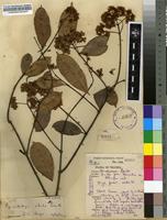Filed as Pycnobotrya nitida Benth. [family APOCYNACEAE]