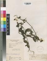 Filed as Veronica abyssinica Fresen. [family SCROPHULARIACEAE]