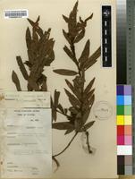 Filed as Eriosema shirense Baker f. [family FABACEAE]