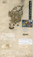Type of Cistus osbeckiaefolius Webb ex Christ [family CISTACEAE]
