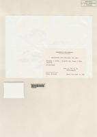 Holotype of Asplenium ceii Pic. Ser. [family ASPLENIACEAE]