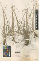Type of Dactylis glomerata L. var. spicata Pamp. [family GRAMINEAE]
