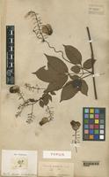 Type of Serjania corrugata Radlk. [family SAPINDACEAE]