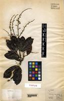 Type of Talisia squarrosa Radlk. [family SAPINDACEAE]
