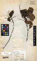 Type of Talisia subalbens (Mart.) Radlk. [family SAPINDACEAE]