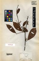 Type of Ratonia inelegans [family SAPINDACEAE]